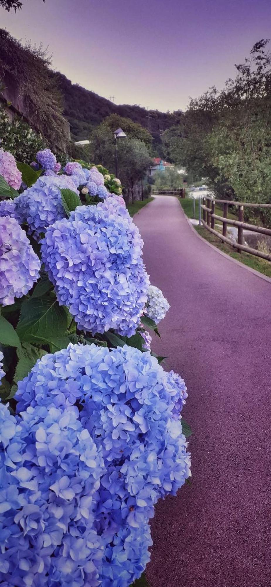 Le Rose Sul Lago Pescate Kültér fotó